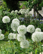Allium 'Mount Everest' - Harding & Bloom