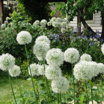Allium 'Mount Everest' - Harding & Bloom