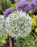 Allium 'Mount Everest' - Harding & Bloom
