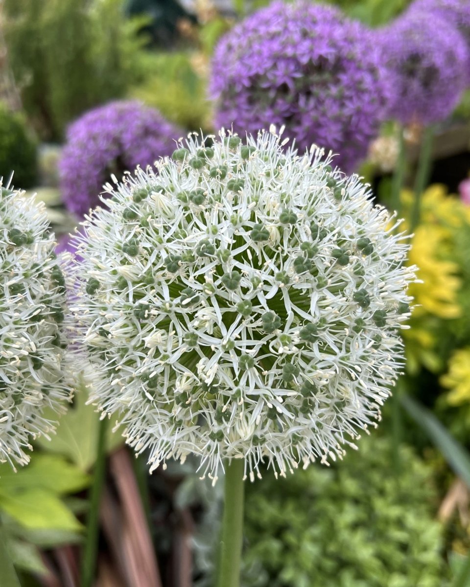 Allium 'Mount Everest' - Harding & Bloom