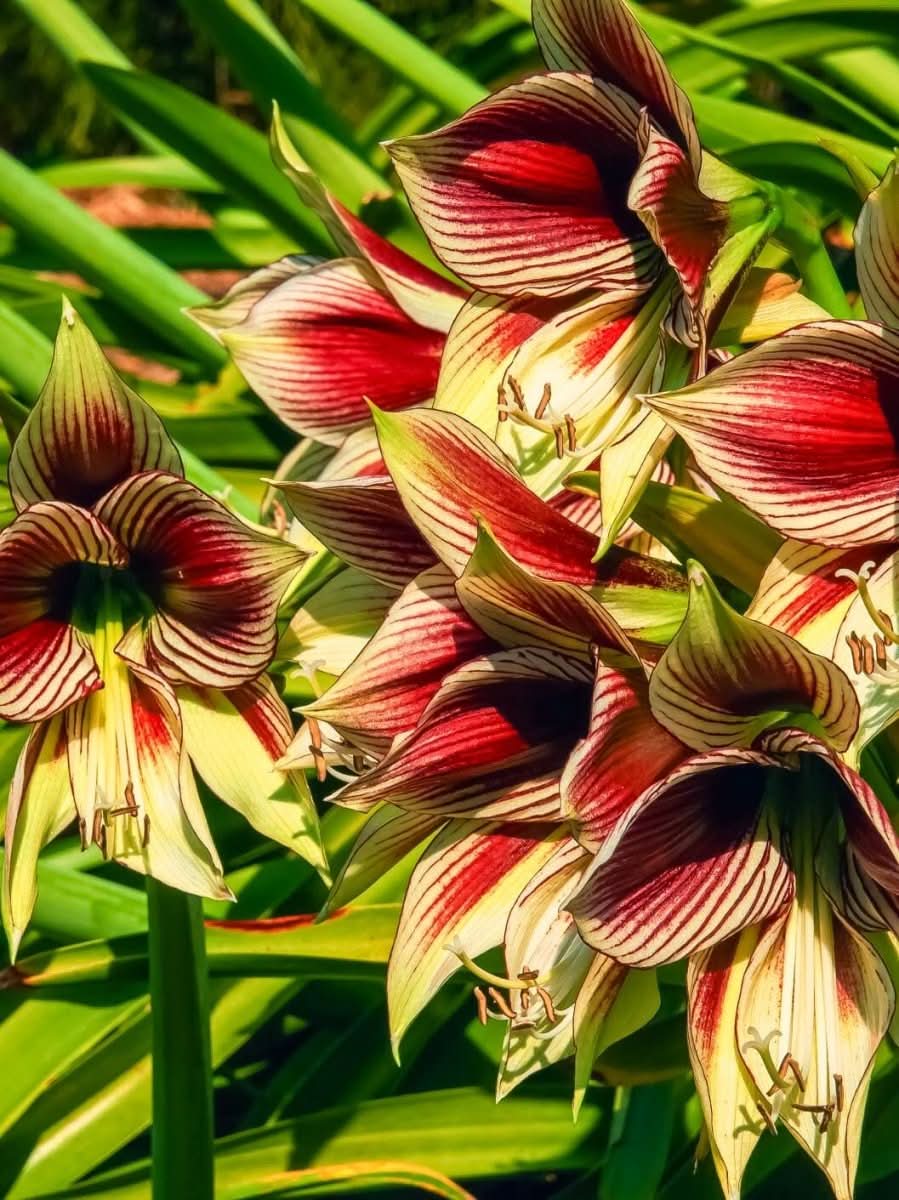 Amaryllis 'Papilio' - Harding & Bloom