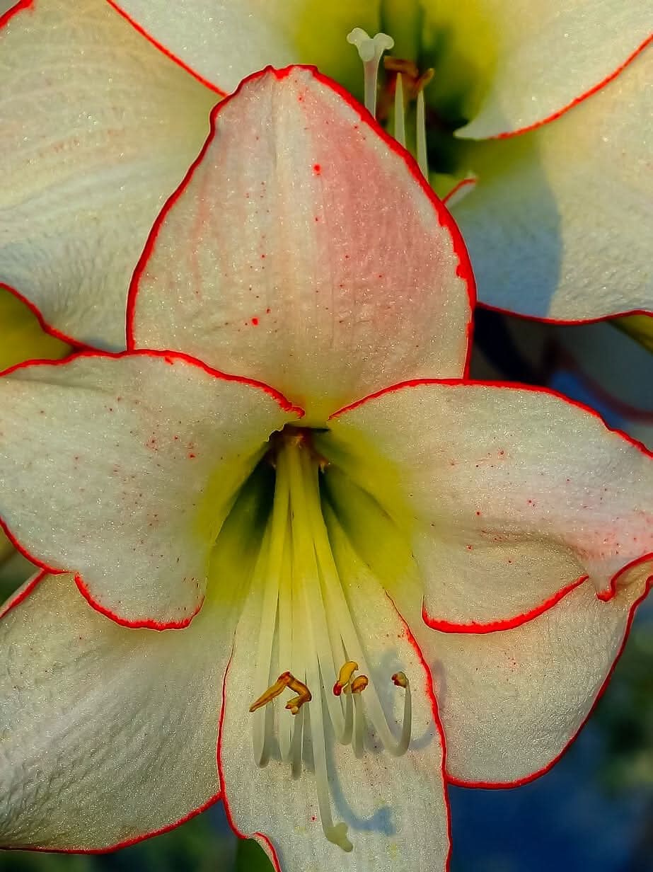 Amaryllis 'Picotee' - Harding & Bloom