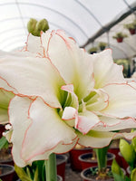 Amaryllis 'Picotee' - Harding & Bloom