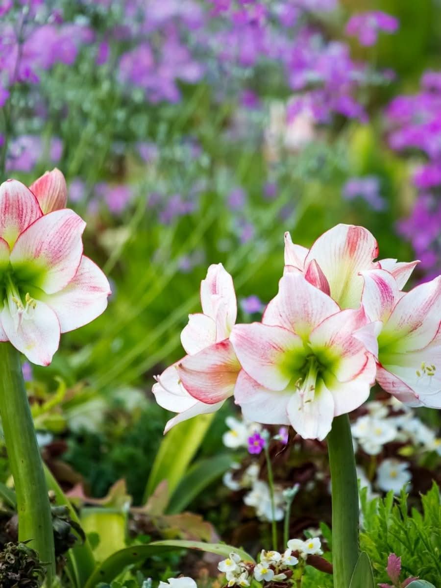 Amaryllis 'Picotee' - Harding & Bloom