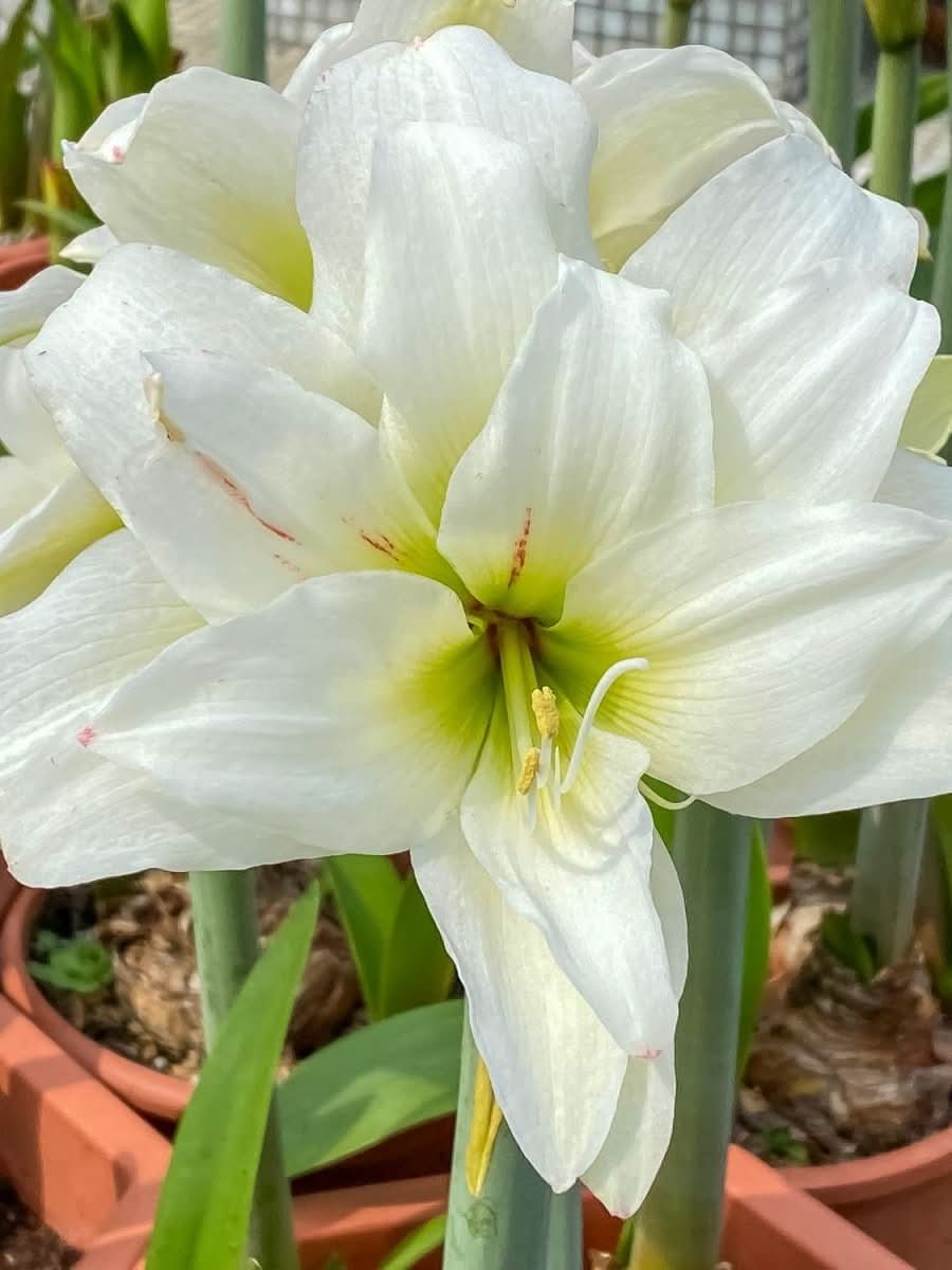 Amaryllis 'White Amadeus' - Harding & Bloom