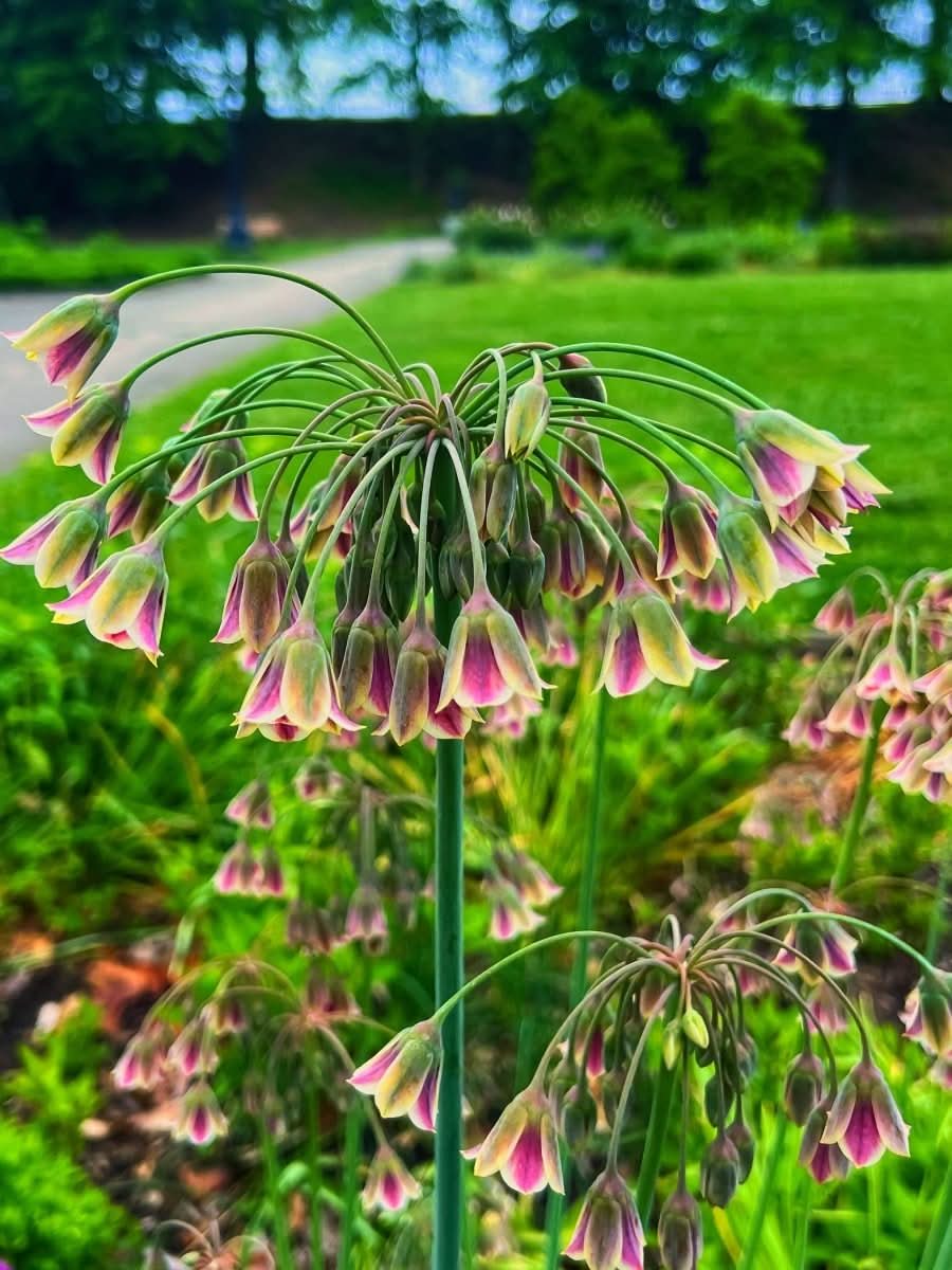 Allium 'Nectaroscordum siculum' - Harding & Bloom