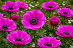 Anemone coronaria 'The Admiral' (St. Brigid) – anemone corms, product photo 5 (Harding & Bloom)