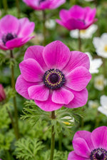 Anemone coronaria 'The Admiral' (St. Brigid) – anemone corms, product photo 4 (Harding & Bloom)