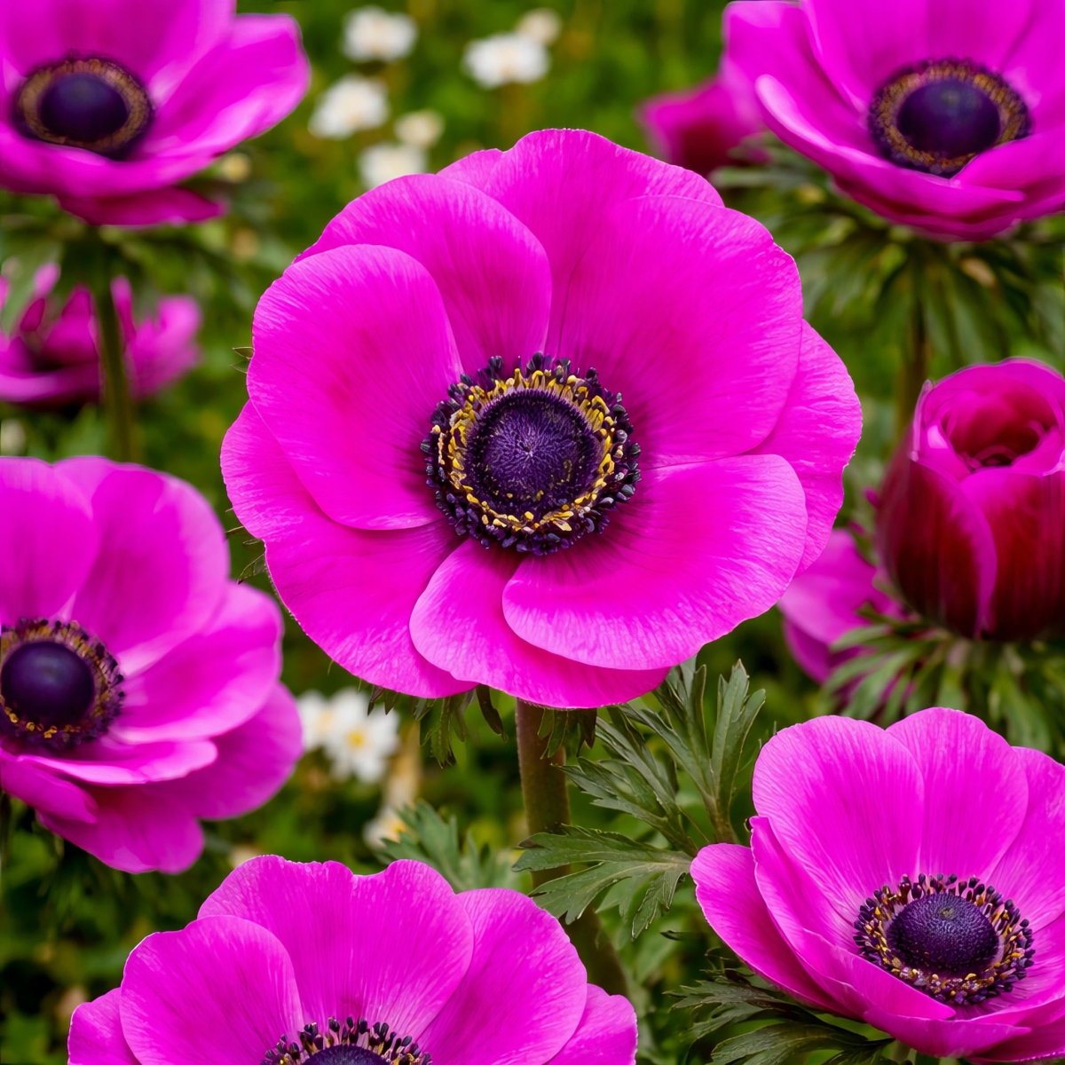 Anemone coronaria 'The Admiral' (St. Brigid) – anemone corms, product photo 2 (Harding & Bloom)
