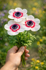 Anemone coronaria 'Duet' (Bicolor) – anemone corms, product photo 3 (Harding & Bloom)