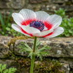 Anemone coronaria 'Duet' (Bicolor) – anemone corms, product photo 4 (Harding & Bloom)
