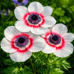 Anemone coronaria 'Duet' (Bicolor) – anemone corms, product photo 2 (Harding & Bloom)