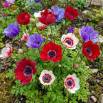 Anemone coronaria 'De Caen Mixed' – anemone corms, product photo 5 (Harding & Bloom)