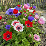 Anemone coronaria 'De Caen Mixed' – anemone corms, product photo 6 (Harding & Bloom)
