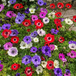 Anemone coronaria 'De Caen Mixed' – anemone corms, product photo 5 (Harding & Bloom)