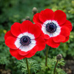 Anemone coronaria 'Hollandia' – anemone corms, product photo 4 (Harding & Bloom)