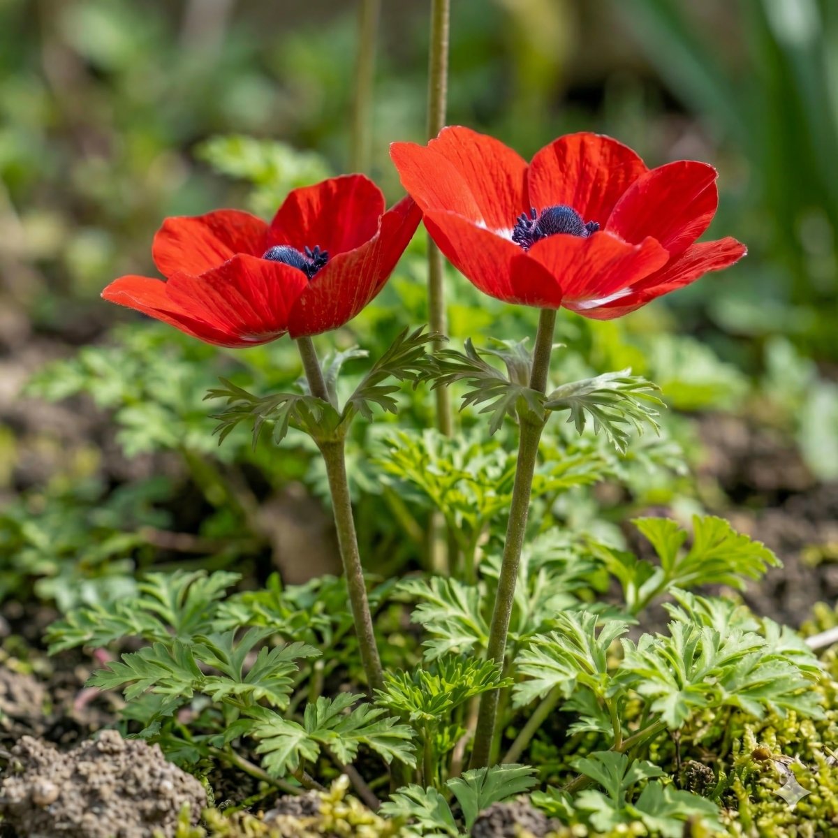 Anemone coronaria 'Hollandia' – anemone corms, product photo 2 (Harding & Bloom)