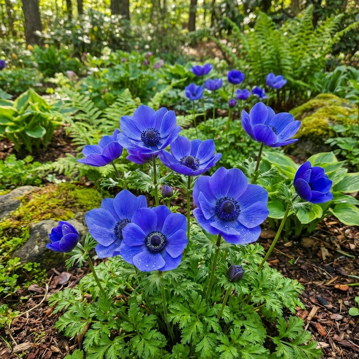 Anemone coronaria 'Mr Fokker' – anemone corms, product photo 5 (Harding & Bloom)