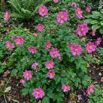 Anemone × hybrida 'Pamina' Pink (Japanese anemone) – anemone corms, product photo 3 (Harding & Bloom)