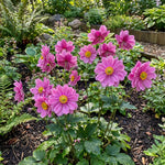 Anemone × hybrida 'Pamina' Pink (Japanese anemone) – anemone corms, product photo 6 (Harding & Bloom)