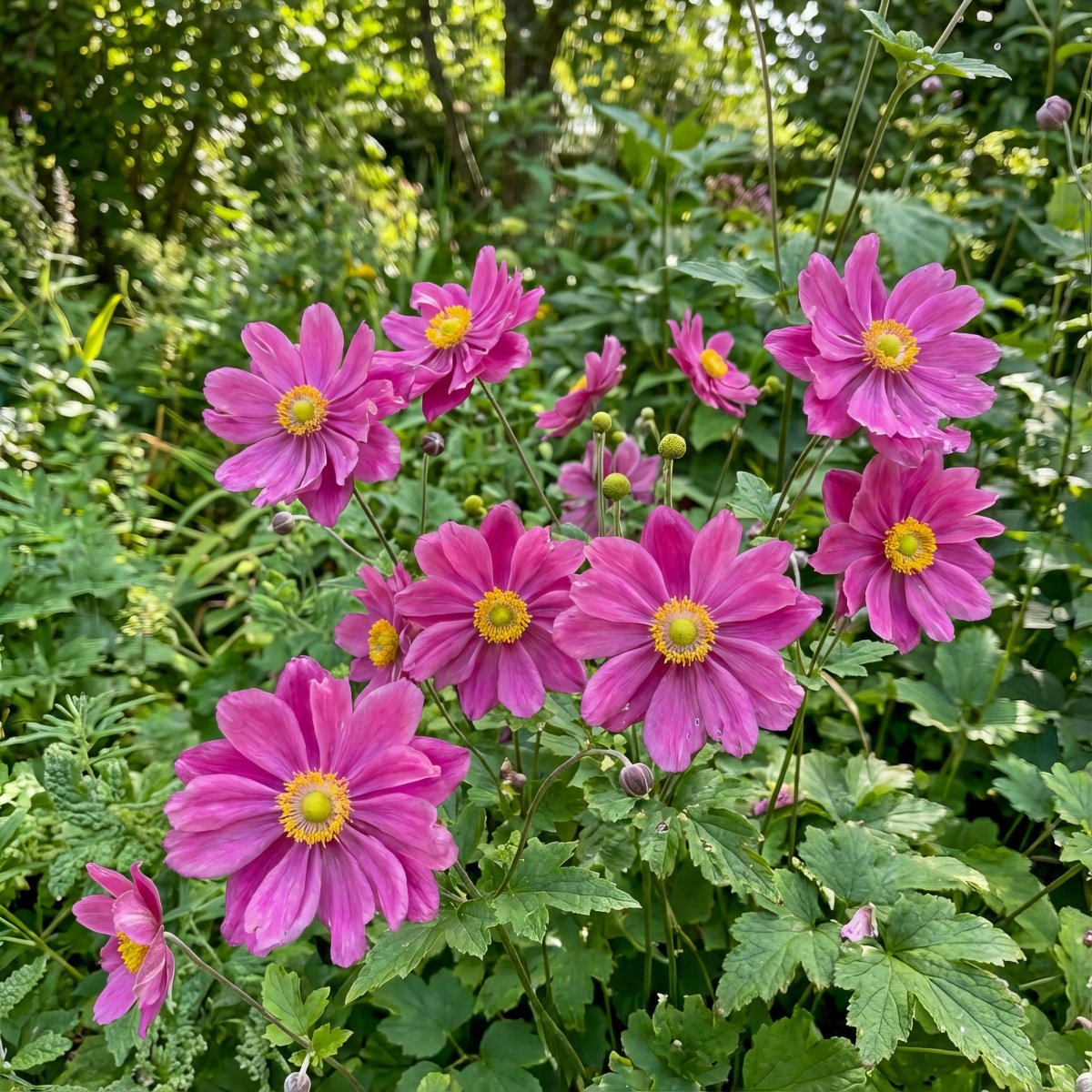 Anemone × hybrida 'Pamina' Pink (Japanese anemone) – anemone corms, product photo 4 (Harding & Bloom)