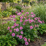 Anemone × hybrida 'Pamina' Pink (Japanese anemone) – anemone corms, product photo 5 (Harding & Bloom)