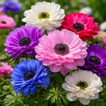 Anemone coronaria 'St. Brigid Mixed' – anemone corms, main product photo (Harding & Bloom)