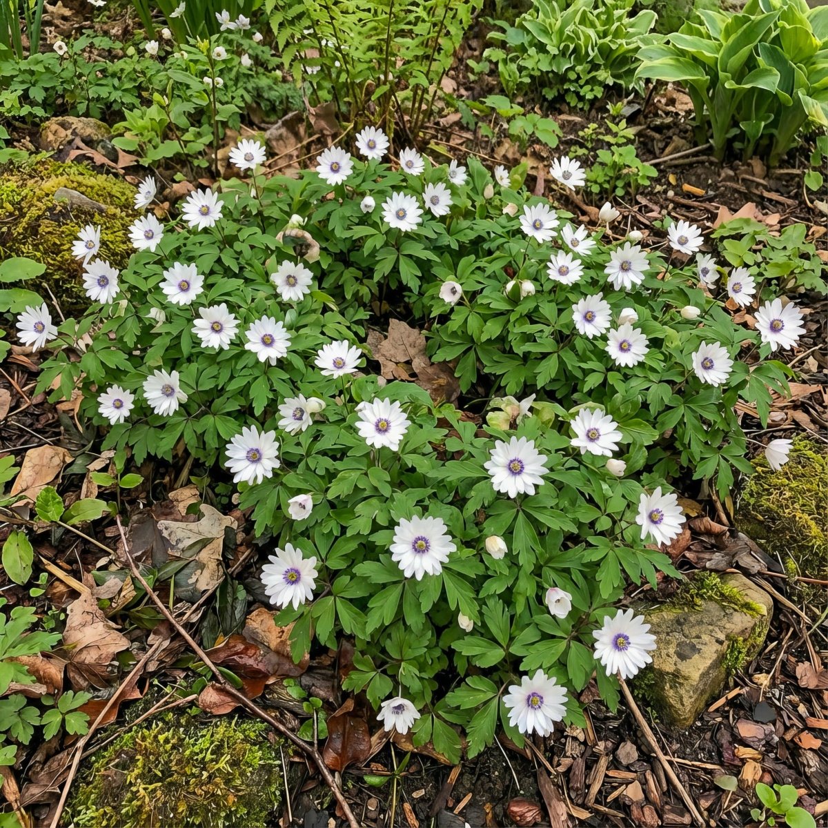 Anemone nemorosa 'Blue Eyes' (Wood anemone) – anemone corms, product photo 3 (Harding & Bloom)
