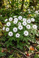 Anemone nemorosa 'Blue Eyes' (Wood anemone) – anemone corms, product photo 5 (Harding & Bloom)