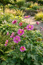 Anemone hupehensis 'Prinz Heinrich' (Japanese anemone) – anemone corms, product photo 2 (Harding & Bloom)
