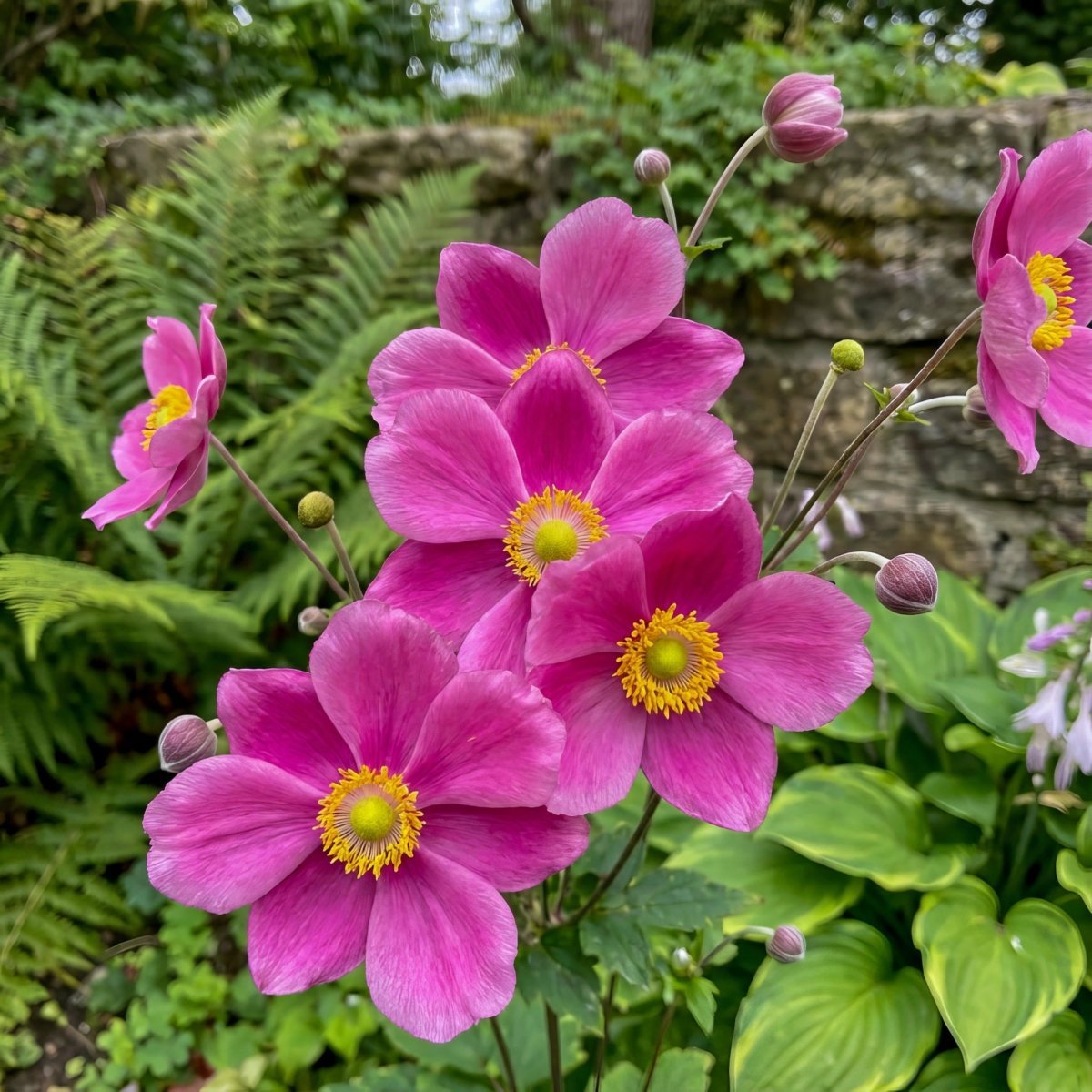 Anemone hupehensis 'Prinz Heinrich' (Japanese anemone) - Harding & Bloom