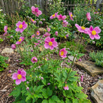 Anemone hupehensis 'Prinz Heinrich' (Japanese anemone) – anemone corms, product photo 5 (Harding & Bloom)