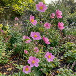 Anemone hupehensis 'Prinz Heinrich' (Japanese anemone) – anemone corms, product photo 4 (Harding & Bloom)