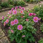 Anemone hupehensis 'Prinz Heinrich' (Japanese anemone) – anemone corms, product photo 3 (Harding & Bloom)