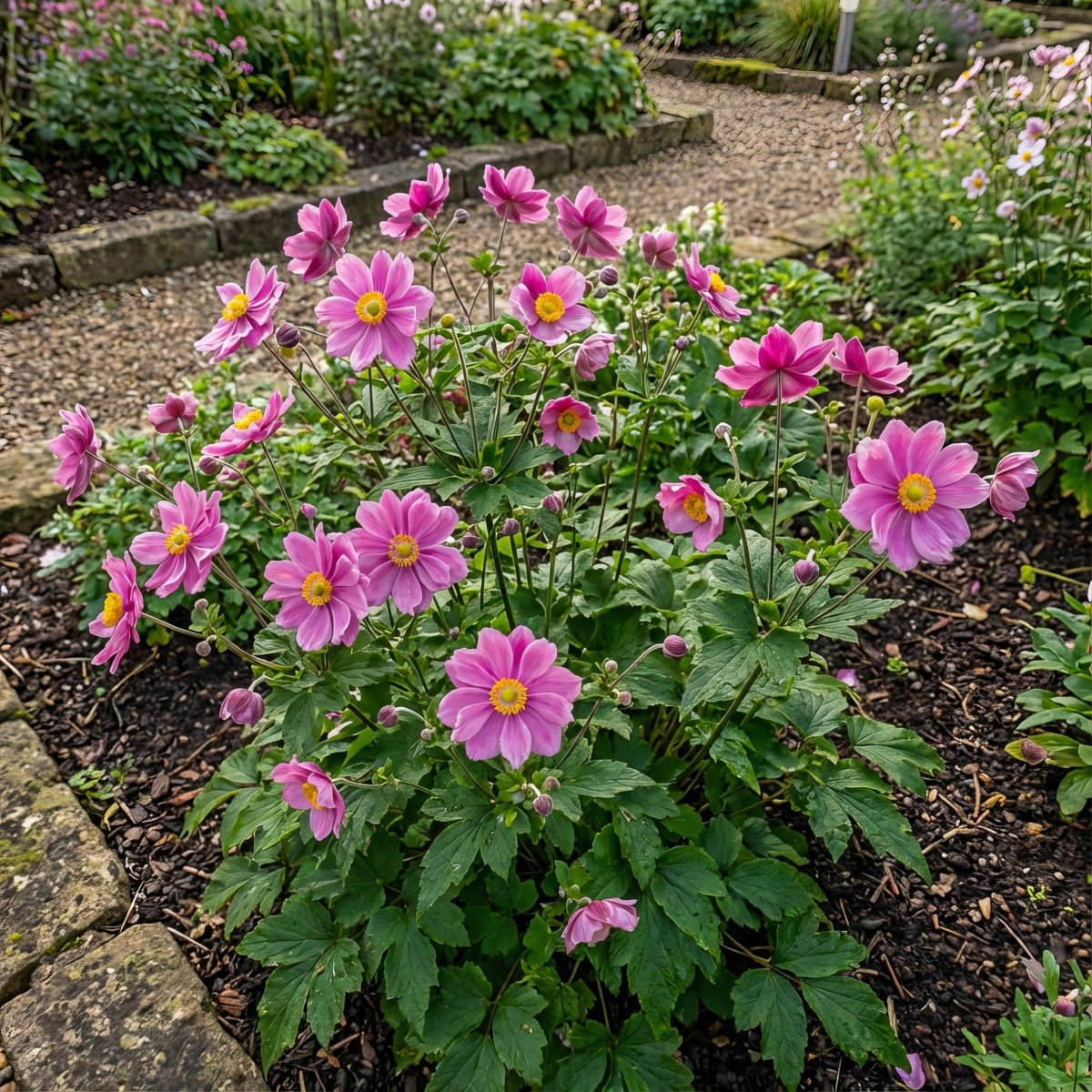 Anemone hupehensis 'Prinz Heinrich' (Japanese anemone) – anemone corms, product photo 3 (Harding & Bloom)