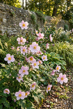 Anemone × hybrida 'September Charm' (Japanese anemone) – anemone corms, product photo 4 (Harding & Bloom)
