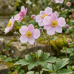 Anemone × hybrida 'September Charm' (Japanese anemone) – anemone corms, main product photo (Harding & Bloom)