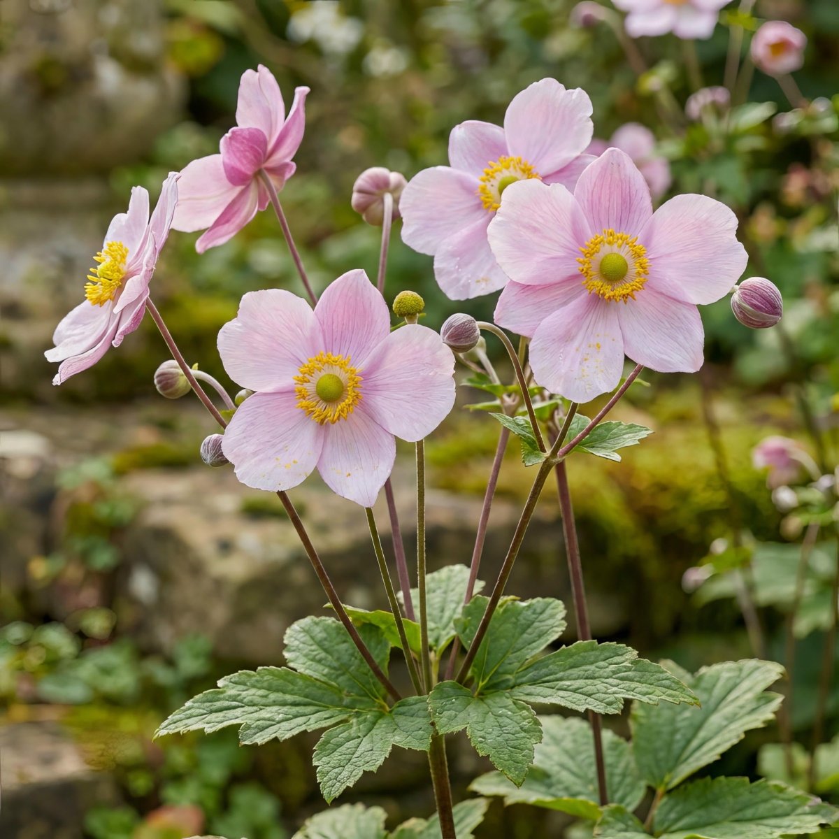 Anemone × hybrida 'September Charm' (Japanese anemone) – anemone corms, main product photo (Harding & Bloom)