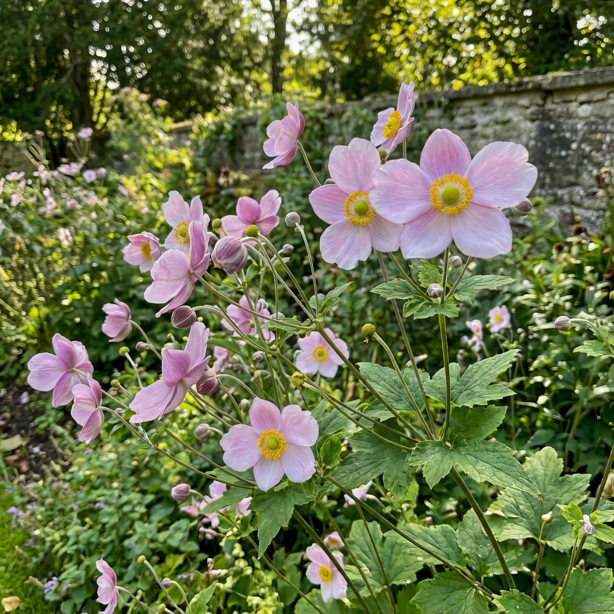 Anemone × hybrida 'September Charm' (Japanese anemone) – anemone corms, product photo 2 (Harding & Bloom)
