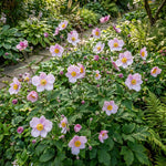 Anemone × hybrida 'September Charm' (Japanese anemone) – anemone corms, product photo 5 (Harding & Bloom)