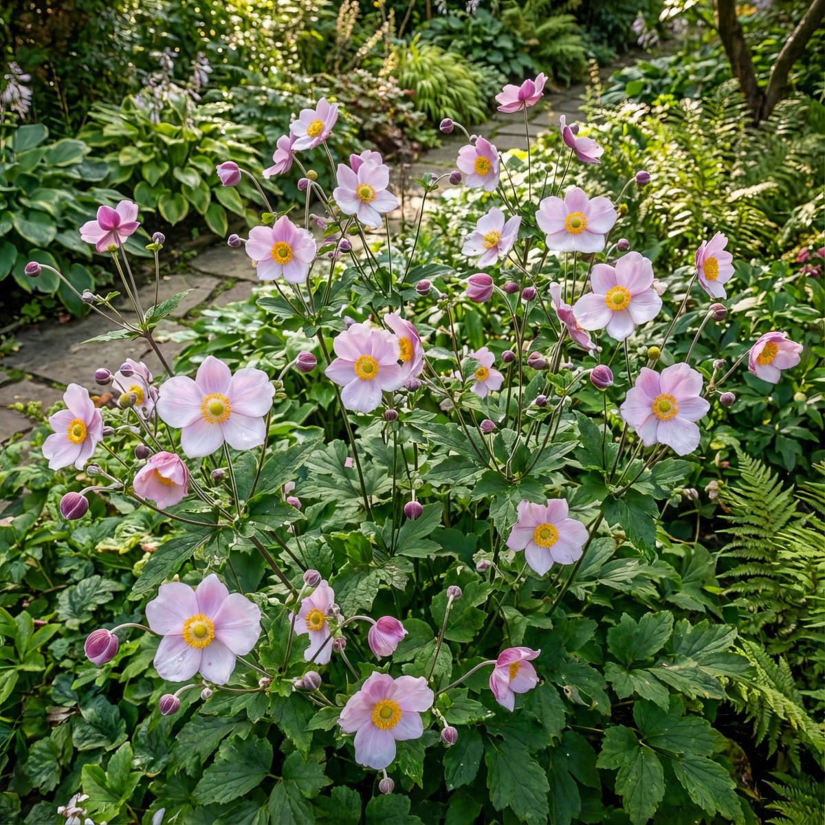 Anemone × hybrida 'September Charm' (Japanese anemone) – anemone corms, product photo 5 (Harding & Bloom)