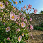 Anemone × hybrida 'September Charm' (Japanese anemone) – anemone corms, product photo 6 (Harding & Bloom)
