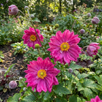 Anemone × hybrida 'Rotkäppchen' [Japanese anemone] – anemone corms, main product photo (Harding & Bloom)