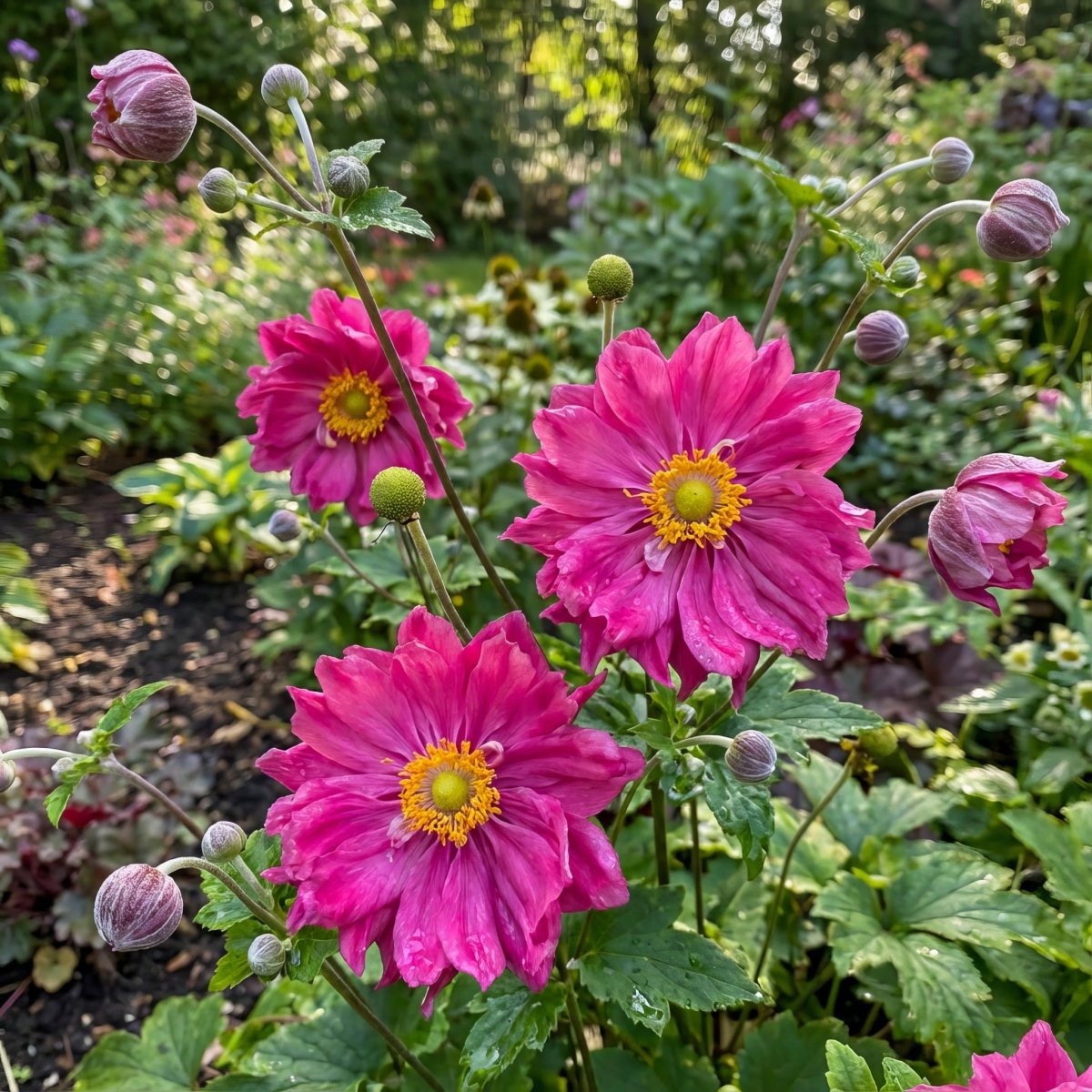 Anemone × hybrida 'Rotkäppchen' [Japanese anemone] – anemone corms, main product photo (Harding & Bloom)