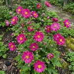 Anemone × hybrida 'Rotkäppchen' [Japanese anemone] – anemone corms, product photo 2 (Harding & Bloom)