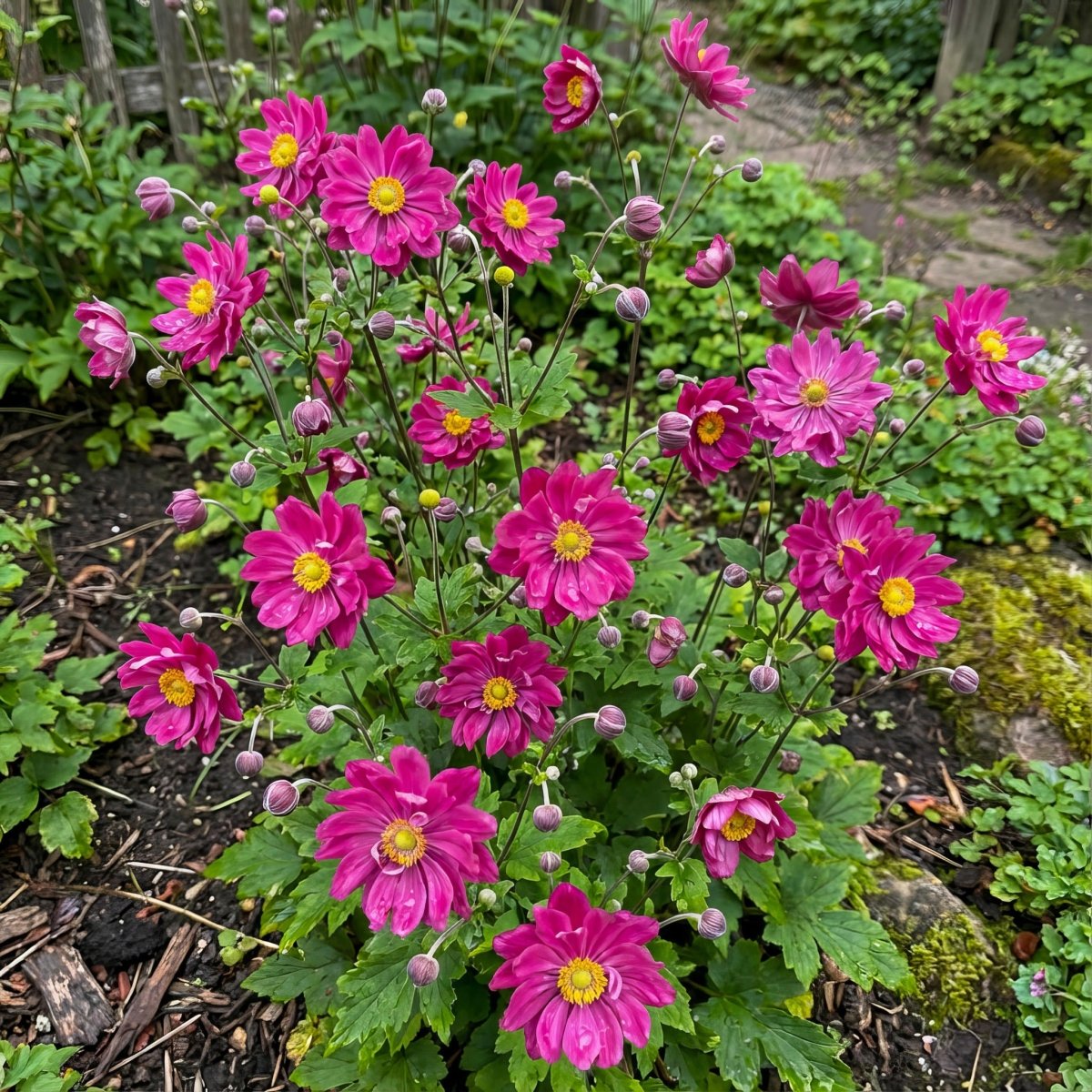 Anemone × hybrida 'Rotkäppchen' [Japanese anemone] – anemone corms, product photo 2 (Harding & Bloom)