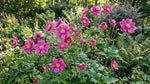 Anemone × hybrida 'Rotkäppchen' [Japanese anemone] – anemone corms, product photo 4 (Harding & Bloom)
