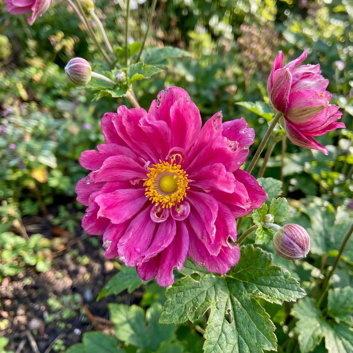 Anemone × hybrida 'Rotkäppchen' [Japanese anemone] – anemone corms, product photo 3 (Harding & Bloom)