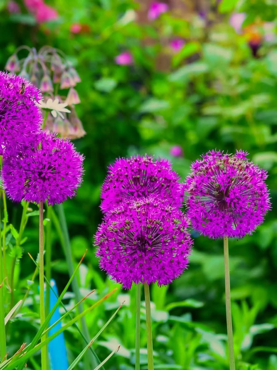 Allium 'Purple Sensation' - Harding & Bloom