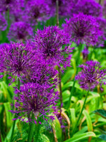 Allium 'Purple Rain' - Harding & Bloom